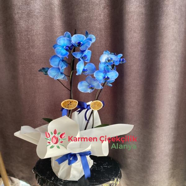 Alanya Çiçekçi Çift  Dallı Mavi Orkide