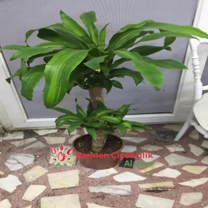  Alanya Çiçek Siparişi - MASENGANE SAKSI ÇİÇEGİ