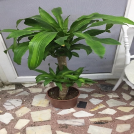  Alanya Çiçek Siparişi MASENGANE SAKSI ÇİÇEGİ